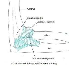 Anatomy - Ulnar Collateral ligament